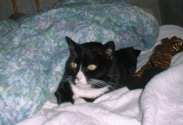 jezzebelle my little nutcase belle