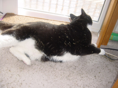 one or both of the cats got the container of cosmic catnip open and there was 'nip EVERYWHERE.  jezz was covered in it even before she started rolling around on it.  she's now been asleep for four hours.