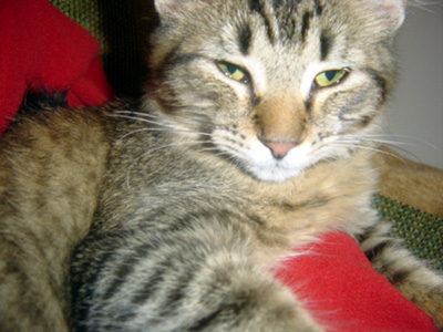 dr. njorah, i adore ya.