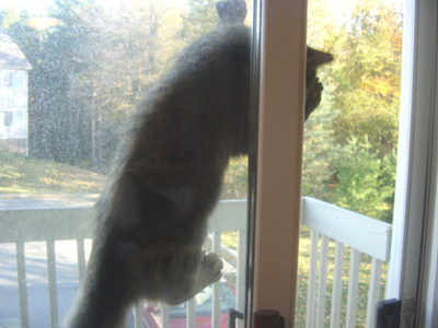 dr. njorah fluffernutter, the amazing