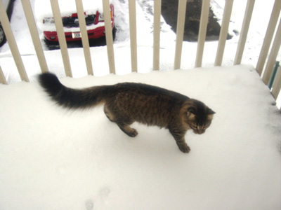 i put the kitty in the snow and she loved it.  the end.