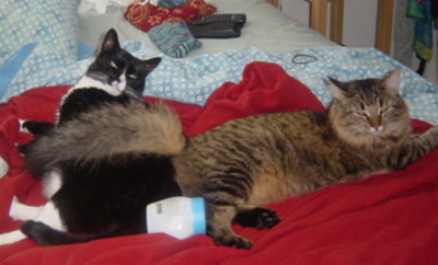 my furbabies.  oh i love them so.