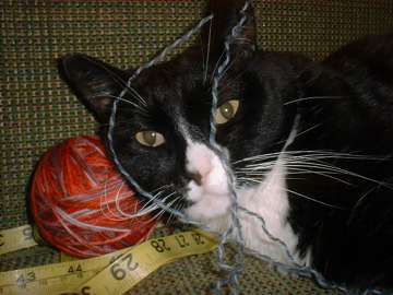 jezzebelle, queen of yarn, and the apartment in general