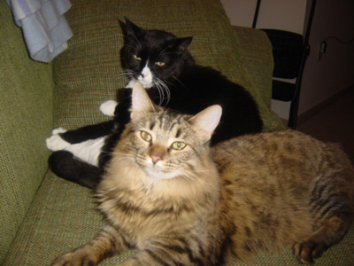 again, njor is the fluffy one, jezz is the pissed one